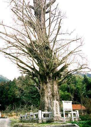 妙見社の大イチョウ