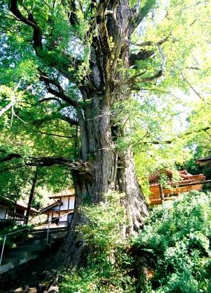 西御門の大イチョウ