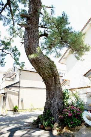 訓谷のクロマツ No2