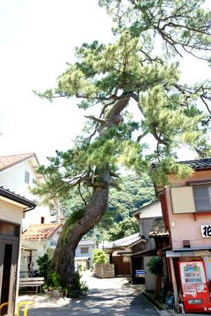 訓谷のクロマツ No2