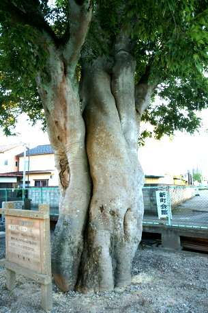 安楽寺のエノキ