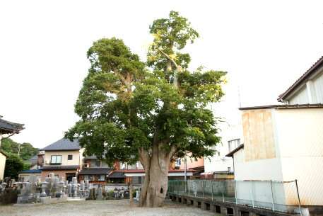 安楽寺のエノキ