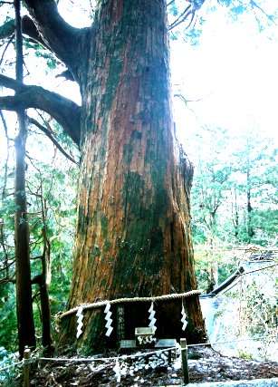 玉置神社の磐余杉