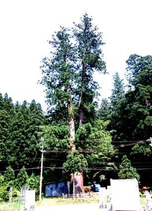 龍穴神社の夫婦杉