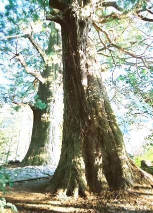 大門坂の夫婦杉