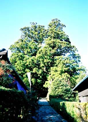 大門坂の夫婦杉