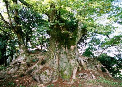 今田水神の大ケヤキ