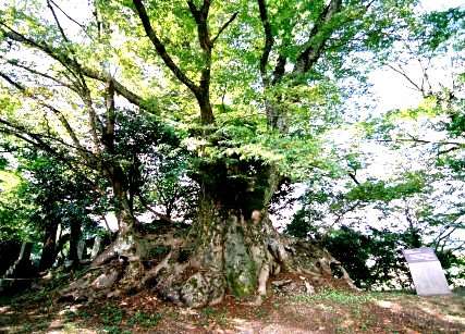 今田水神の大ケヤキ