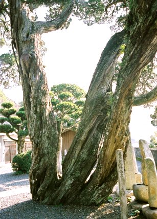 大覚寺のビャクシン