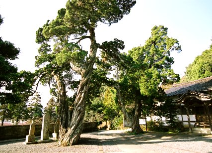 大覚寺のビャクシン