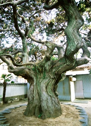 万福寺のビャクシン