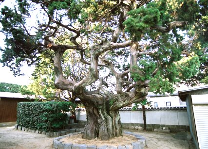 万福寺のビャクシン