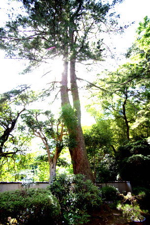 善住寺のヒメコマツ　No1