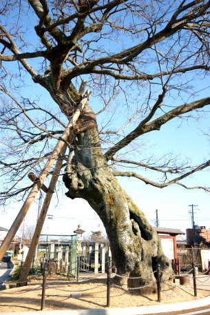 蘇武橋のエノキ