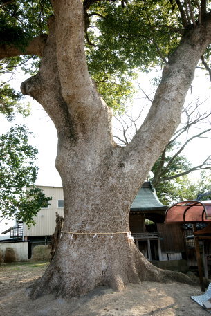 丹生神社のクスノキ