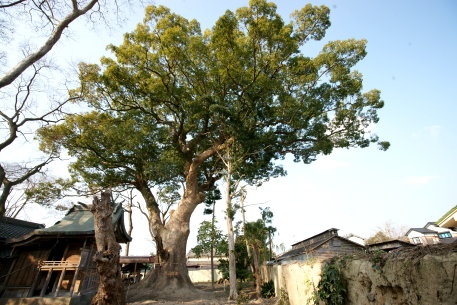 丹生神社のクスノキ