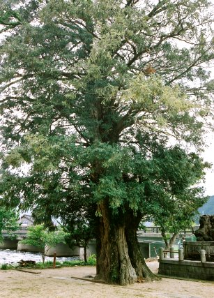 安積の大カヤ