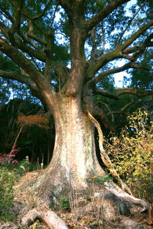 船津の大楠
