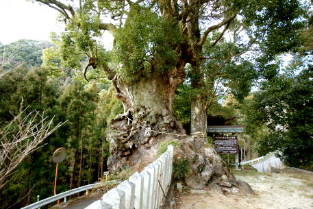 信太神社のクスノキ