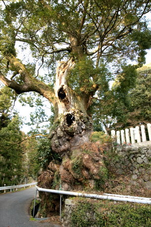 信太神社のクスノキ