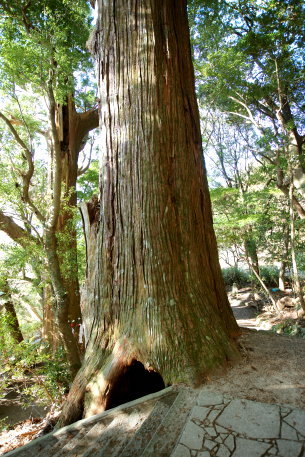 野中の一方杉　No1
