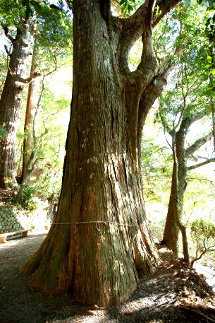 野中の一方杉　No2