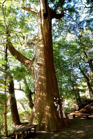 野中の一方杉　No2