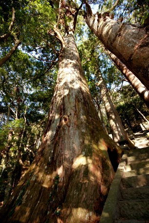 野中の一方杉　No1