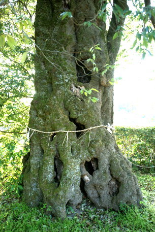 熊野神社のシラカシ