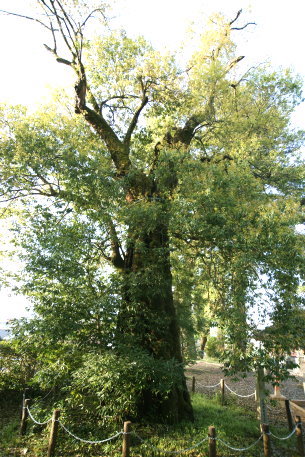 熊野神社のシラカシ
