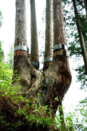 東郷山の四本杉