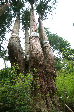 東郷山の四本杉