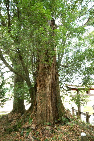 速田神社のツクバネガシ