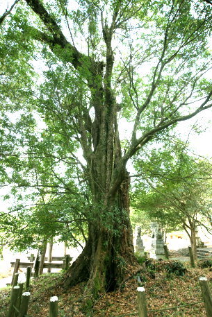 速田神社のツクバネガシ