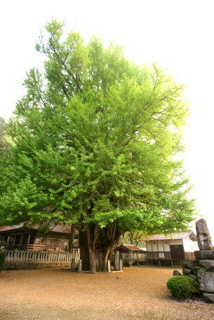 筒賀神社の大イチョウ