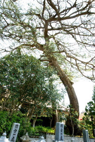 浄土寺のクロマツ
