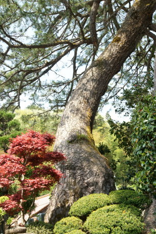浄土寺のクロマツ