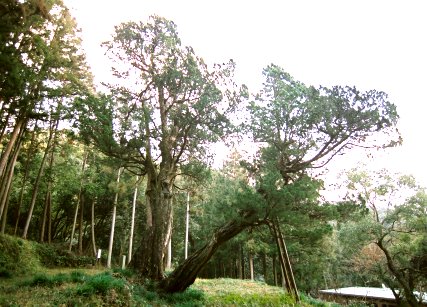 法泉寺のシンパク