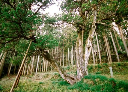 法泉寺のシンパク