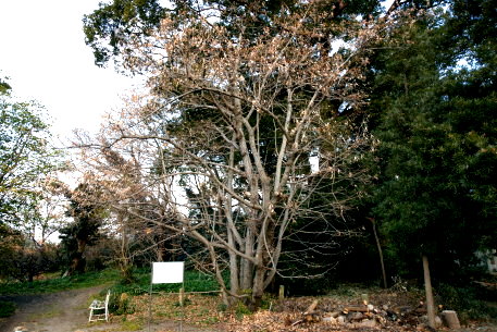 若宮八幡神社のボダイジュ