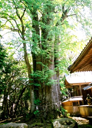倉田八幡宮のイチョウ
