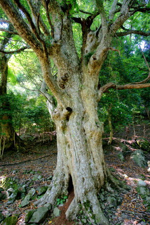 今滝寺のカゴノキ
