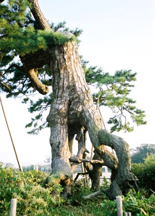岡山の根上り松