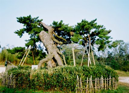 岡山の根上り松