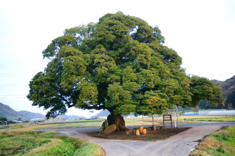 山宮阿弥陀森大タブノキ