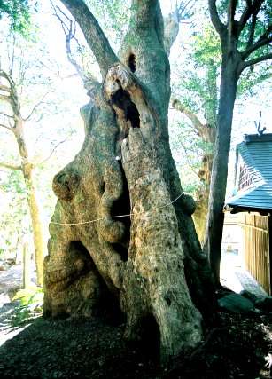 有田神社のクスノキ