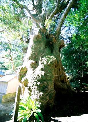 有田神社のクスノキ