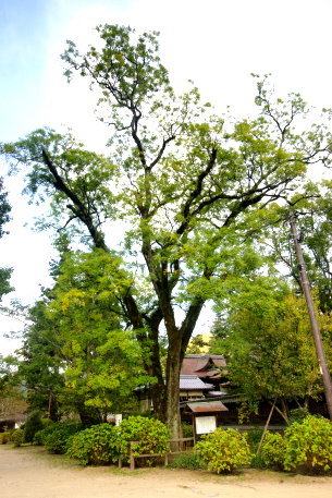 吉香公園のエンジュ