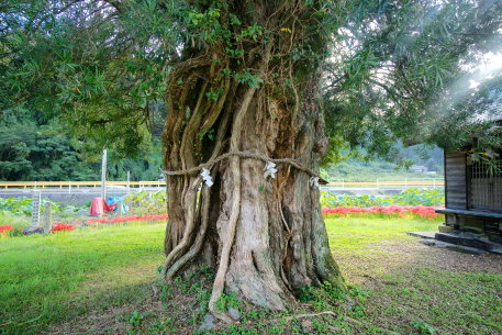 通津のイヌマキ