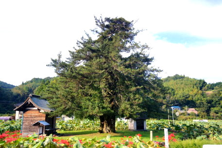 通津のイヌマキ